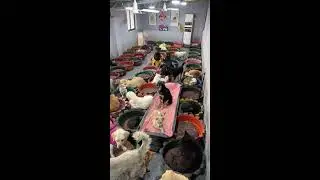 Counting dogs to help your sleep Relaxation | 犬を数えて眠りを助けます | les chiens pour dorm  ASMR King Charles
