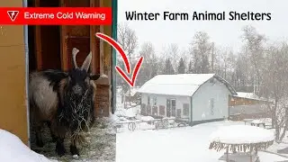 Winter Animal Shelters In Extreme Cold Weather
