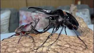 スマトラコーカサスオオカブト125mm VSカブトムシ78mm　【虫王防衛戦】Caucasus beetle VS Japanese rhinoceros beetle