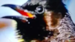Red whiskered bulbul singing
