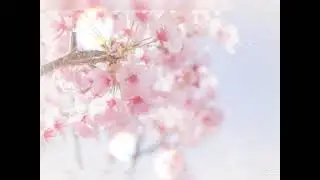 桜、ひらり