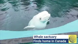 First whale sanctuary in North America has found a home in Canada