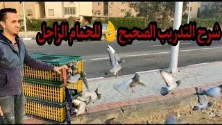 شرح التدريب الصحيح للحمام الزاجل تجنباً لفقد طيورك _ كوكب الزاجل _ عبده الباز