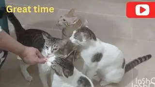 Stray Kittens Try to Have Fun