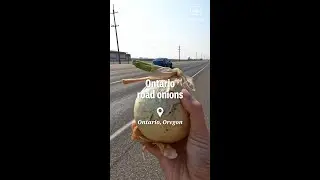 The road onion: Ontario's unique local vegetable