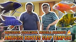 🔴 MENYALA ABANGKU 🔥 SIDAK KOLEKSI BAGOL CICHLID‼️AMUNISI KONTES NUSATIC 2024‼️READY TO BATTLEFIELD‼️