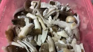 Cara ngebersihin jamur sawit agar gak pusing waktu di makan alias gak beracun