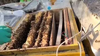 25년2월14일 양봉관리/이렇게 하면 벌이 쑥쑥 큽니다 #bee #beekeeping #automobile