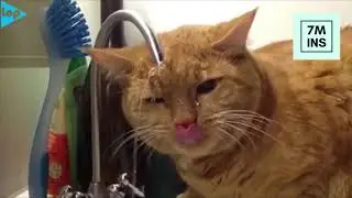 Funny Cats Compilation 2019