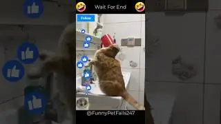 Funny Cat Moments 😂| #shorts#funny#funnycatfails#catvideos#catfails#trending#cutecats