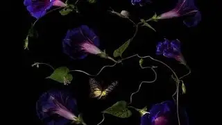 Spiritual properties of poisonous herbs, and my personal view on how they are used💜