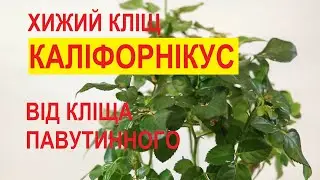 Хищный клещ Amblyseius californicus на горшечной розе. Защита от паутинных клещей.