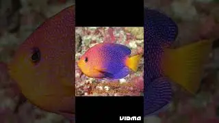 the most expensive saltwater aquarium fish