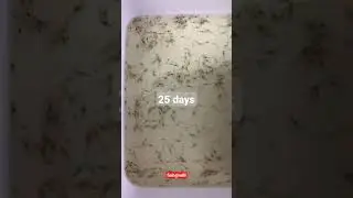 Vannamei Prawns Life Cycle