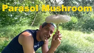 Cogumelo guarda-sol (Macrolepiota procera) - Parasol Mushroom e Cantharellus