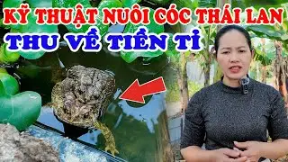 Kỹ Thuật Nuôi Cóc Thái Lan Thu Về Tiền Tỉ