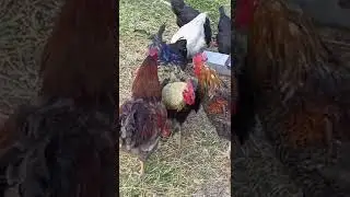QUICK CHICKEN MATING. ROOSTER MATING HEN. ROOSTER MATING HEN. CHICKEN BREEDING. BREEDING ROOSTER