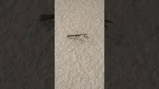 What Does a Praying Mantis Eat?