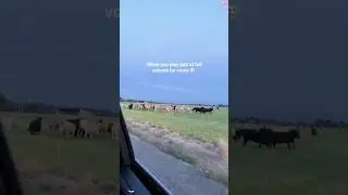 Cows like to listen to jazz music 🎶 #funnyvideo #funnymoment #funny #cows #haha #music #foryou