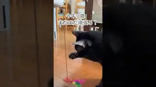 【セルフ遊び】元気でなにより #shorts #黒猫 #猫