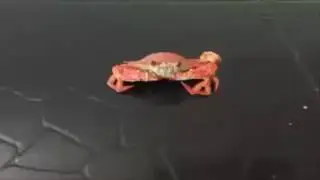 RIP CRABBO