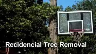 Tree Service queens NY professional Tree Trimming,  Tree Pruning , |24/7 Emergency Removals|