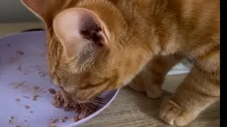 Kitty With Thumbs Can't Stop Purring While She Eats Her Favorite Food! 😻🐾