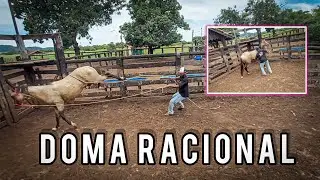 primeiro  contato com o potro