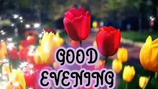 Good Evening Status/Good Evening Status For Whatsapp/#video