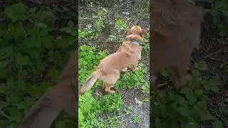 Gavster is exploring the territory #funnyanimals #dog #dogs