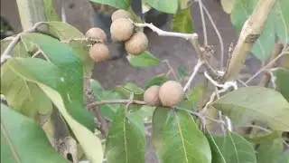Longana lichia fruta do milagre com fruta 80,00 R$. achachairu canistel sapota preta e branca mamei