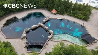 Marineland denied federal permit to export belugas