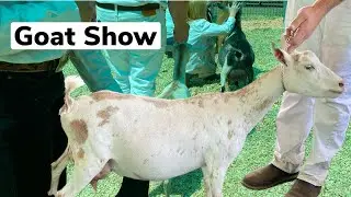 Lelia Berry Memorial Goat Show - Nigerian Dwarf Dairy Goat Show