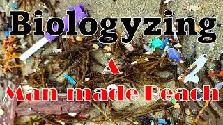 Biologyzing A Man-made Beach