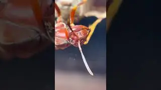 My Pet Wasp&rsquo;s Secret