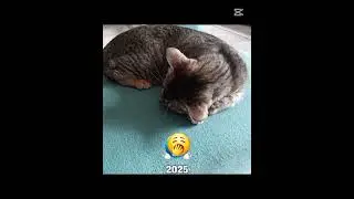 #butifyoucloseyoureyes #haveitoldyoulatelythatiloveyou #duet #duet #cat #cute #memes #lifeisbutadrea