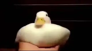 The goose://: Meme of G&aring;sse !!!!