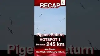 🎉 RECAP &ndash; Pigeon Return HOTSPOT 1: 245 km