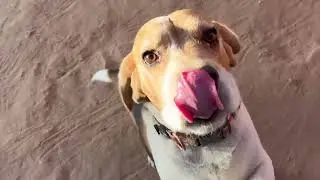 Coco beagle dog breed is too smart for his way @dogloverprakash
