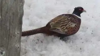 Pheasant nice close up