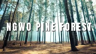 Ngwo Pine Forest and Waterfall | Solo Expedition | Travel Documentary