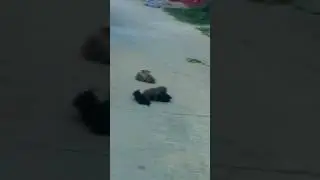 Odisha Pigeon VS Dog 👑 Kabutar Short Vido Odisha Unique Vido #viralshort#dog#