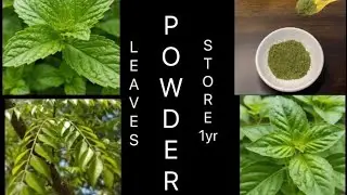 Ghar par banaye Green Leaves Powder for Daily Cooking Basil,Pudina &Curry store for yr#viral video 