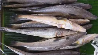Bele/Poolan/Goby Fish Cutting Skills.