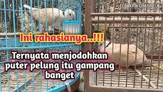 Cara menjodohkan puter pelung 