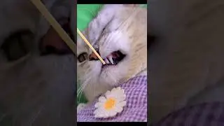 Noodle Fight