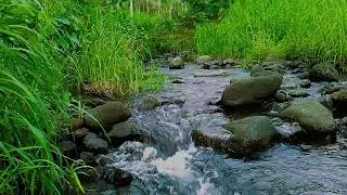 Serene Jungle River Sounds | Relaxing Water Flow for Sleep, Meditation & Stress Relief