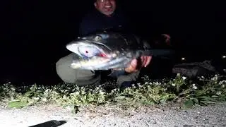 Chicago 312 Fishing For King Salmon at Night #Short
