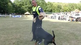 AIAD 2017 - Campionato - MC Madness Peak Performance - the-dobermann.com