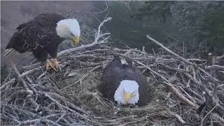 2/6/18..Sauces Eagles~ 6:52 am COG ~ A-40's Turn To Incubate